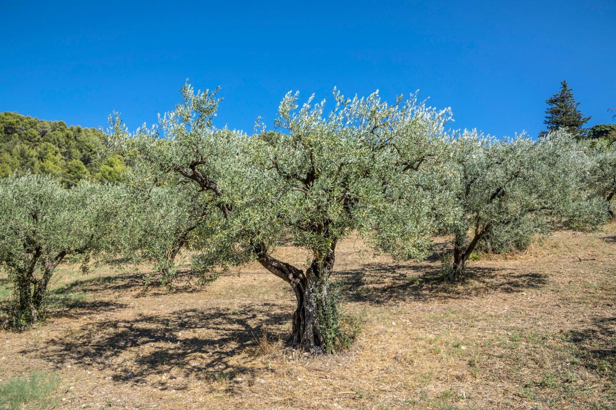 Maison Tendance Avec Jardin, Centre Village, Alpilles, Familles Eyragues Εξωτερικό φωτογραφία